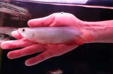 画像1: 紅尾金龍　 NO.10（インドネシア産）シャークマウス (1)