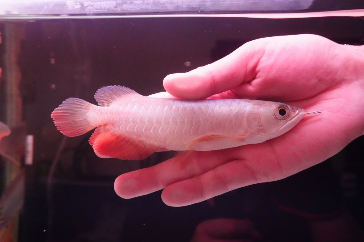 画像1: 紅尾金龍　 NO.9（インドネシア産） (1)