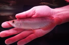 画像2: 紅尾金龍　 NO.7（インドネシア産） (2)