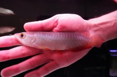 画像2: 紅尾金龍　 NO.14（インドネシア産） (2)