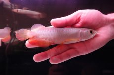 画像2: 紅尾金龍　 NO.11（インドネシア産） (2)