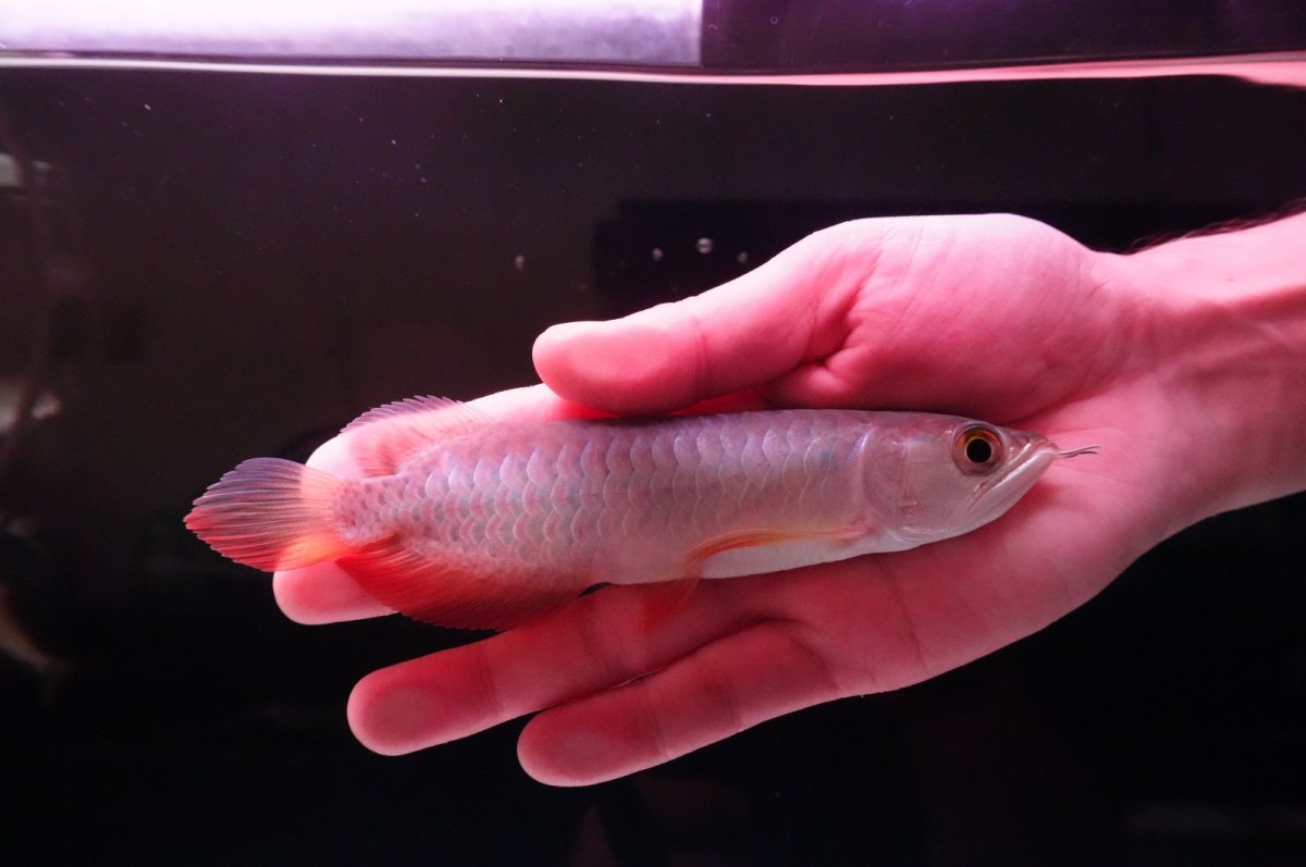 画像1: 紅尾金龍　 NO.14（インドネシア産） (1)