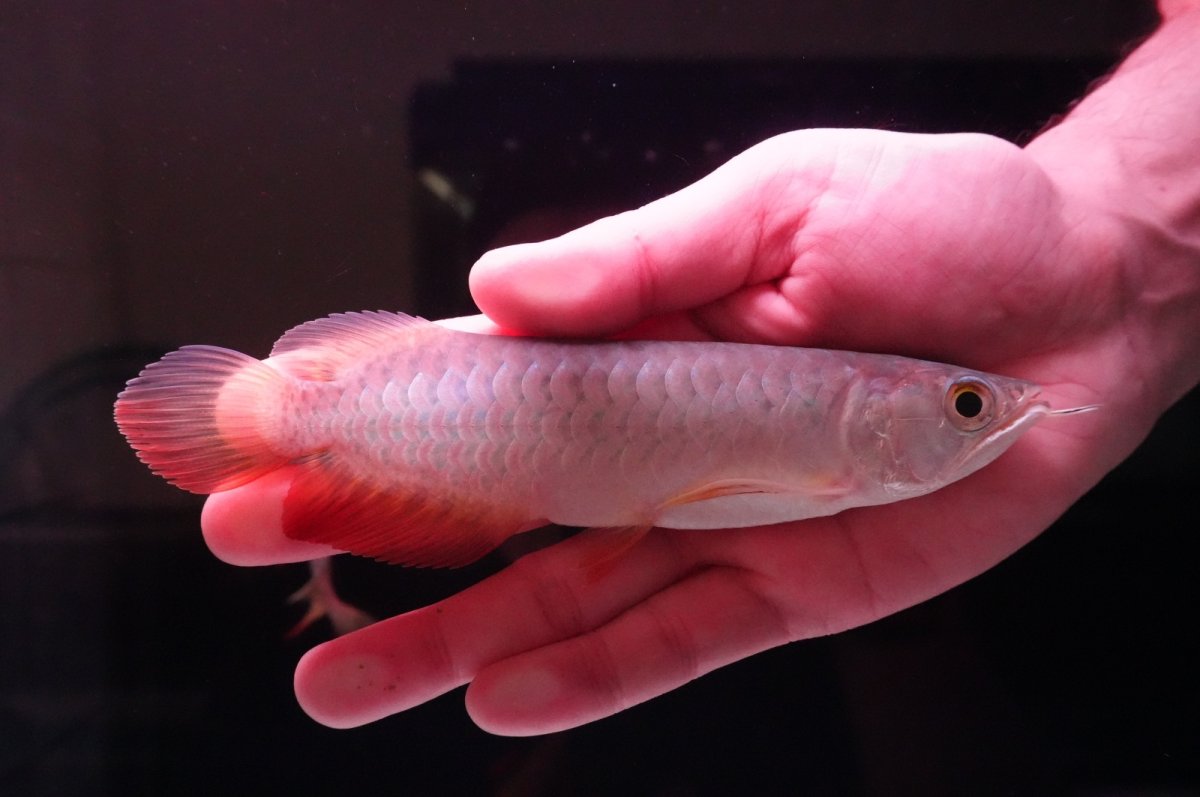 画像1: 紅尾金龍　 NO.17（インドネシア産） (1)