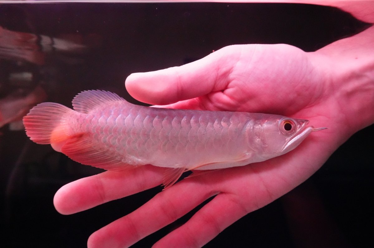 画像1: 紅尾金龍　 NO.8（インドネシア産） (1)