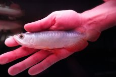 画像2: 紅尾金龍　 NO.8（インドネシア産） (2)