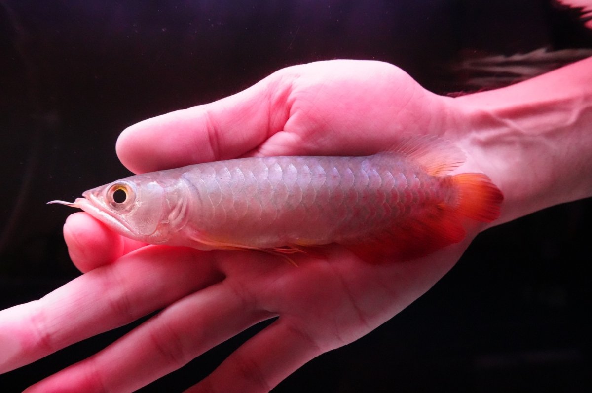 画像2: 紅尾金龍　 NO.12（インドネシア産） (2)