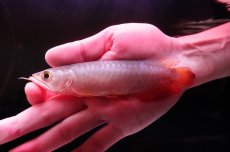 画像2: 紅尾金龍　 NO.12（インドネシア産） (2)