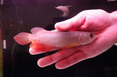 画像1: 紅尾金龍　 NO.12（インドネシア産） (1)