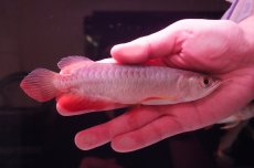 画像2: 紅尾金龍　 NO.15（インドネシア産） (2)