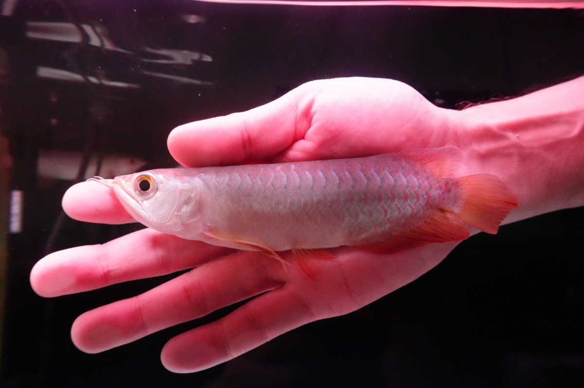 画像2: 紅尾金龍　 NO.13（インドネシア産） (2)