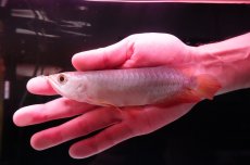 画像2: 紅尾金龍　 NO.13（インドネシア産） (2)