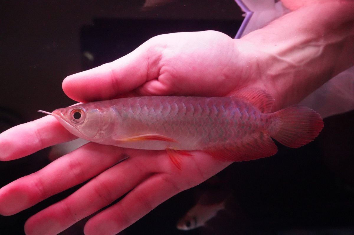 画像1: 紅尾金龍　 NO.15（インドネシア産） (1)