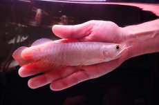 画像2: 紅尾金龍　 NO.10（インドネシア産）シャークマウス (2)