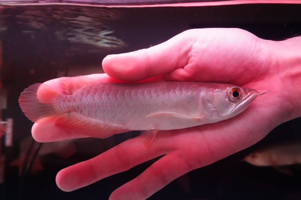 画像1: 紅尾金龍　 NO.7（インドネシア産） (1)