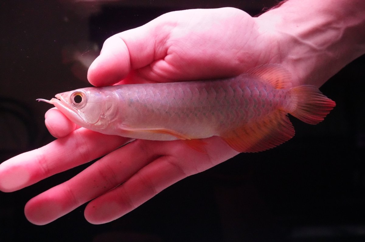 画像2: 紅尾金龍　 NO.16（インドネシア産） (2)