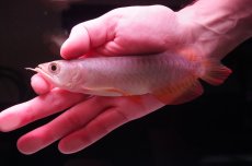 画像2: 紅尾金龍　 NO.16（インドネシア産） (2)