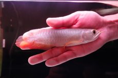 画像1: 紅尾金龍　 NO.13（インドネシア産） (1)