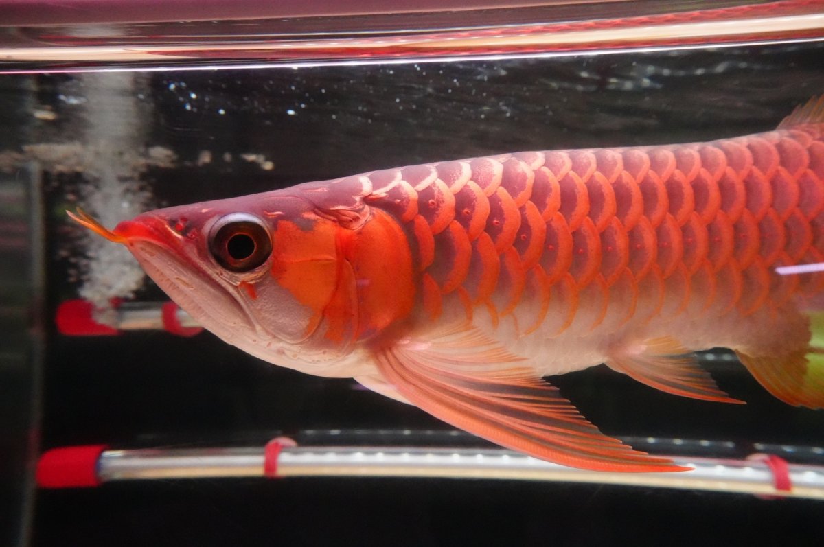 画像5: 【特価魚】ウルトラレッドF6 (下取り魚） (5)