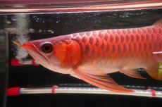 画像5: 【特価魚】ウルトラレッドF6 (下取り魚） (5)