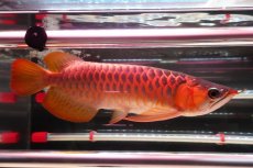 画像2: 【特価魚】ウルトラレッドF6 (下取り魚） (2)