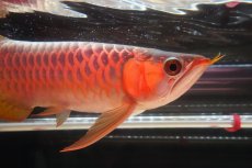 画像3: 【特価魚】ウルトラレッドF6 (下取り魚） (3)