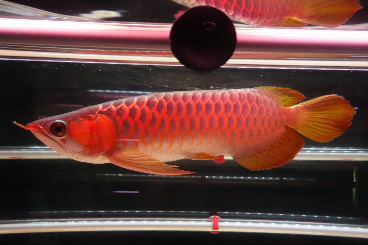 画像1: 【特価魚】ウルトラレッドF6 (下取り魚） (1)