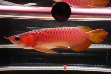 画像1: 【特価魚】ウルトラレッドF6 (下取り魚） (1)