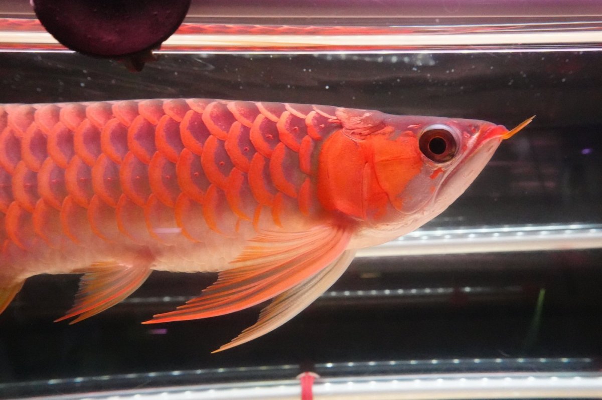 画像4: 【特価魚】ウルトラレッドF6 (下取り魚） (4)