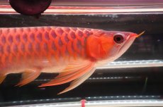 画像4: 【特価魚】ウルトラレッドF6 (下取り魚） (4)