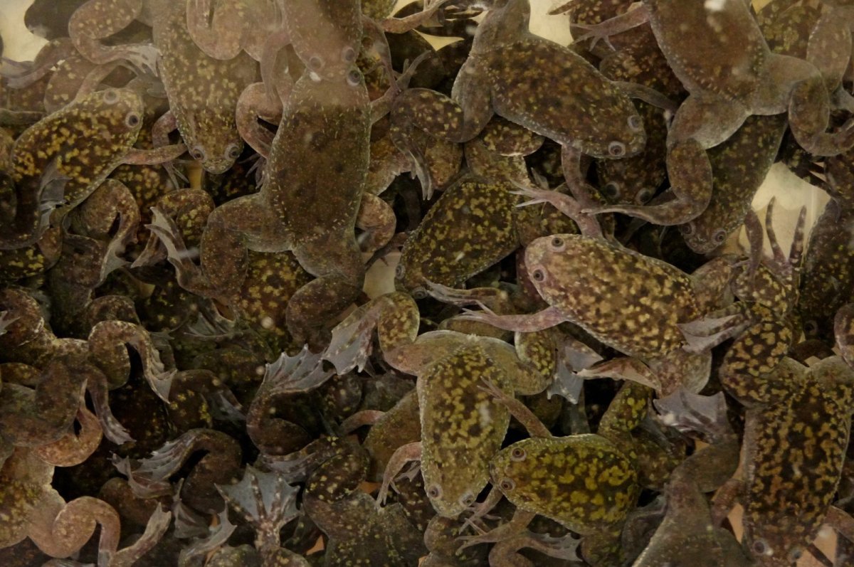 画像1: ツメガエル（L〜LLサイズ） (1)