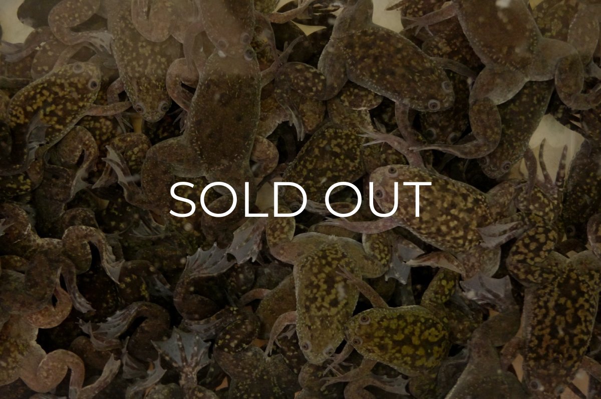 画像1: ツメガエル（L〜LLサイズ） (1)