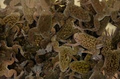 ツメガエル（L〜LLサイズ）