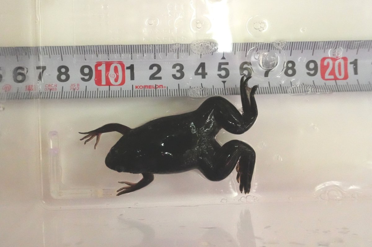 画像2: ツメガエル（L〜LLサイズ） (2)