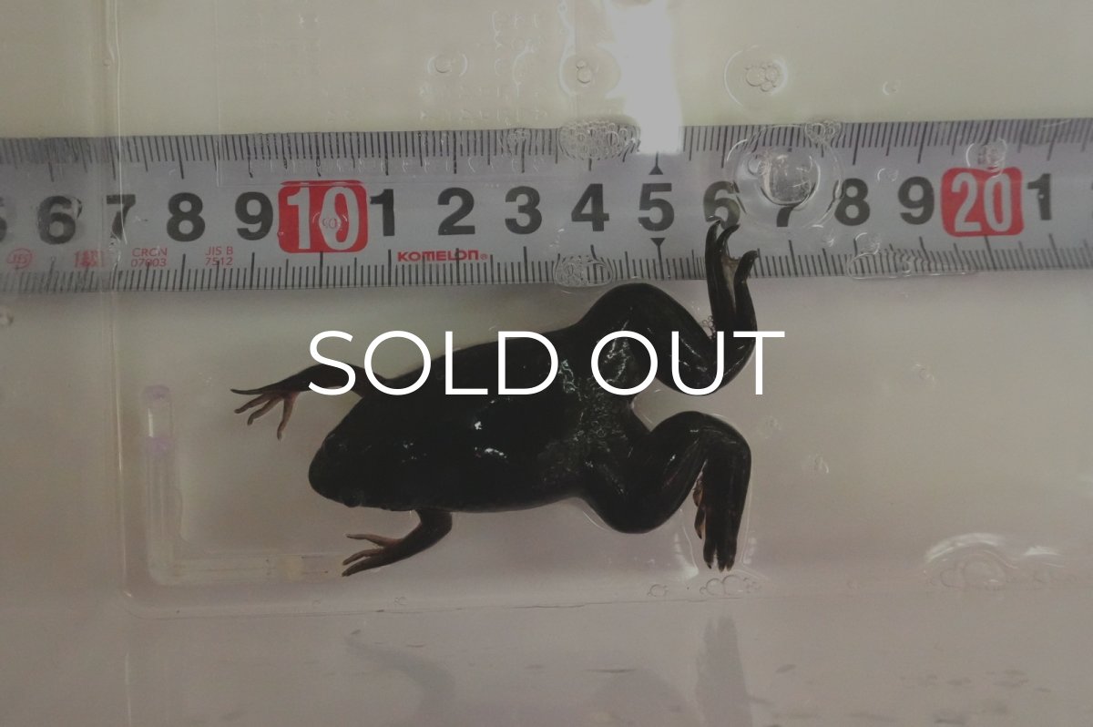 画像2: ツメガエル（L〜LLサイズ） (2)
