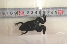 画像2: ツメガエル（L〜LLサイズ） (2)