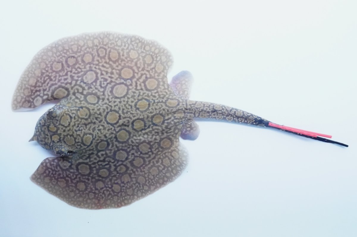 画像1: バットマンスティングレイ 　NO.5 (1)