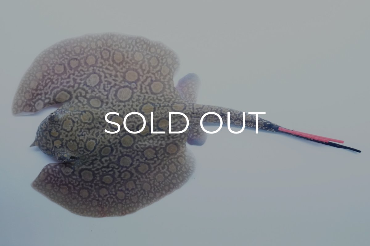 画像1: バットマンスティングレイ 　NO.5 (1)