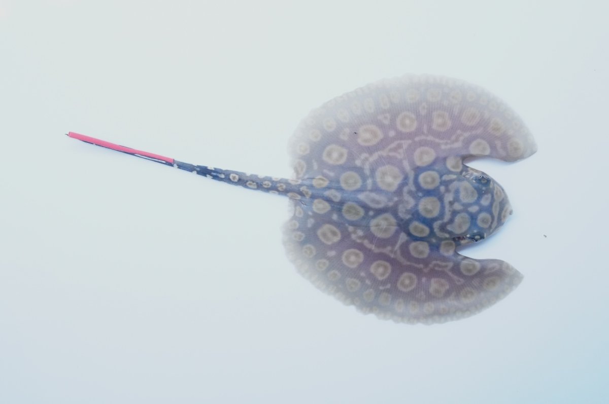 画像1: バットマンスティングレイ 　NO.11 (1)