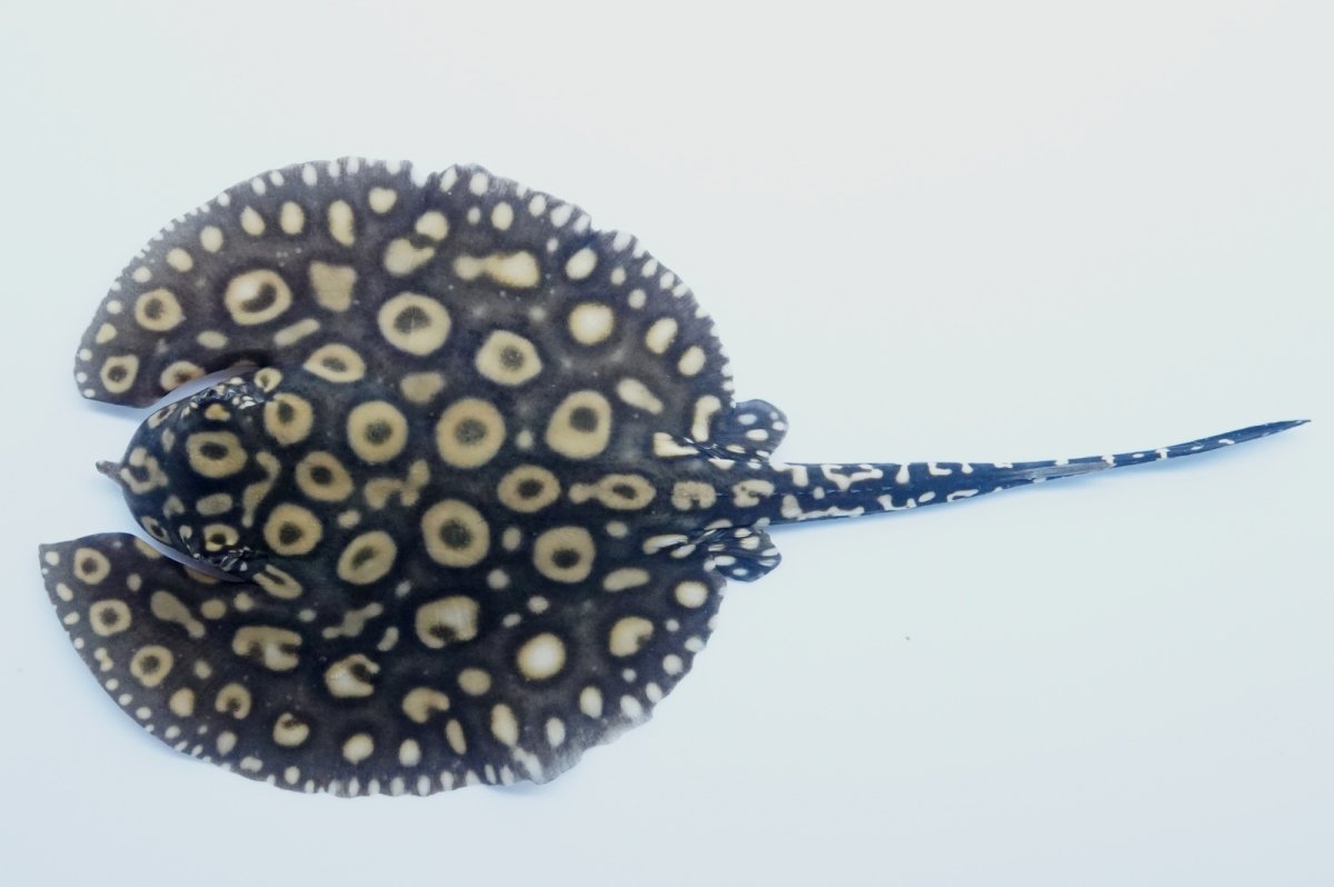 画像1: バットマンスティングレイ 　NO.3 (1)