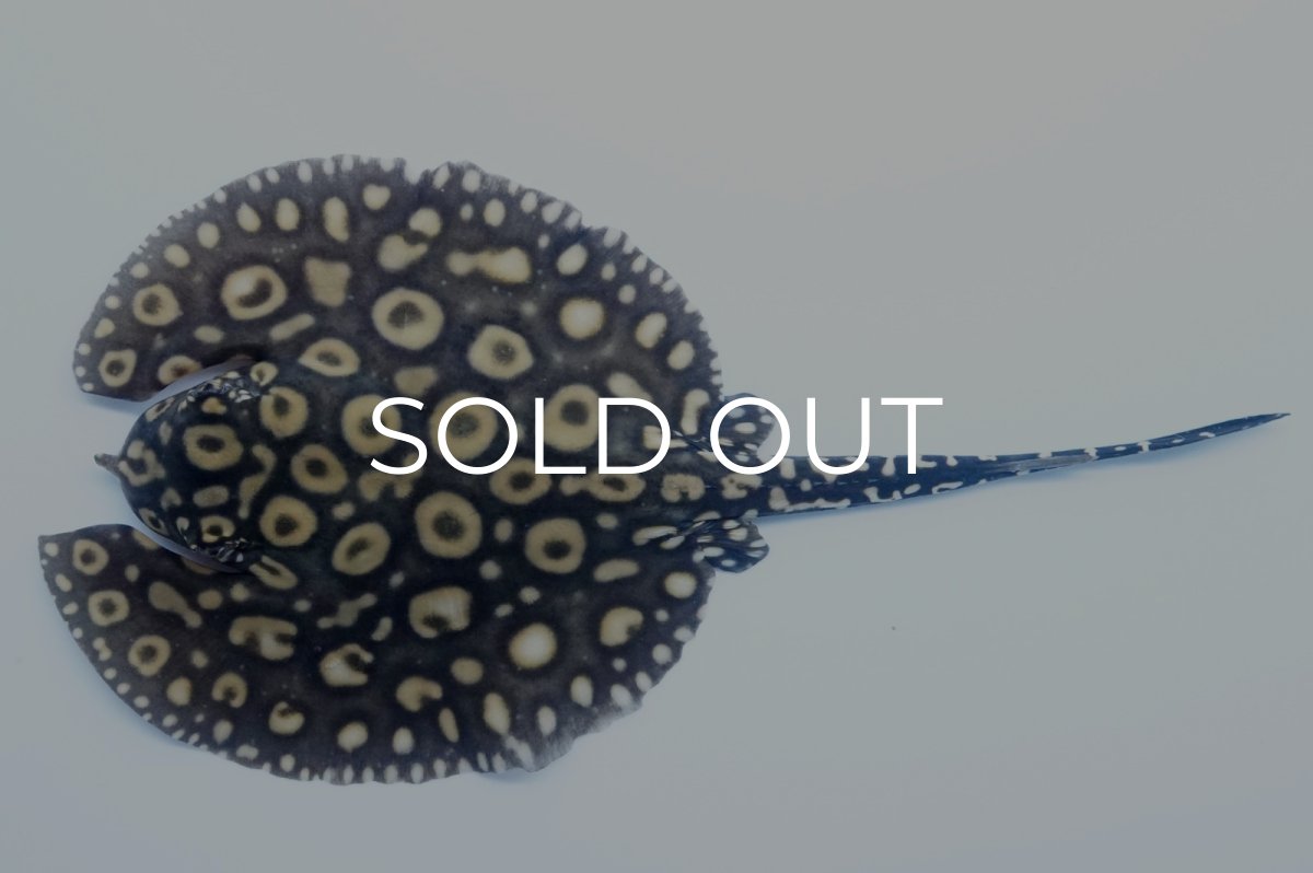 画像1: バットマンスティングレイ 　NO.3 (1)