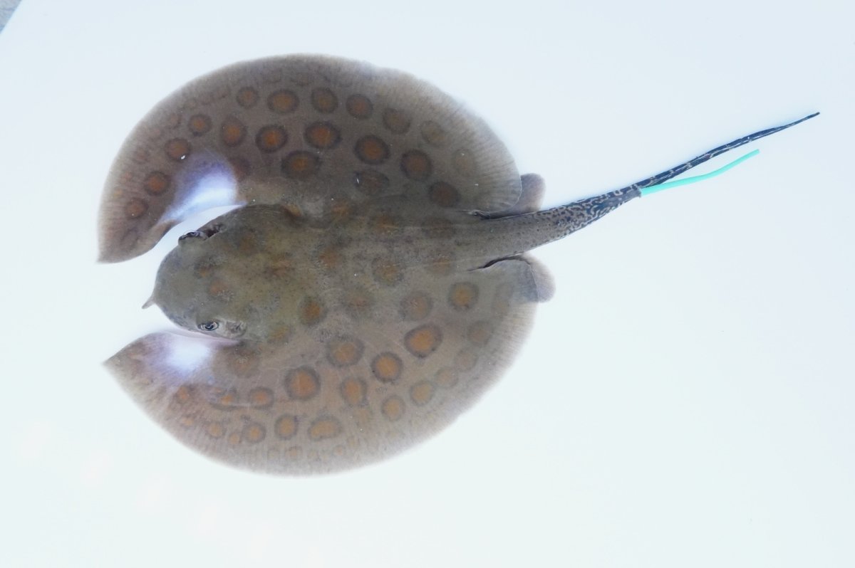 画像1: バットマンスティングレイ 　NO.8 (1)