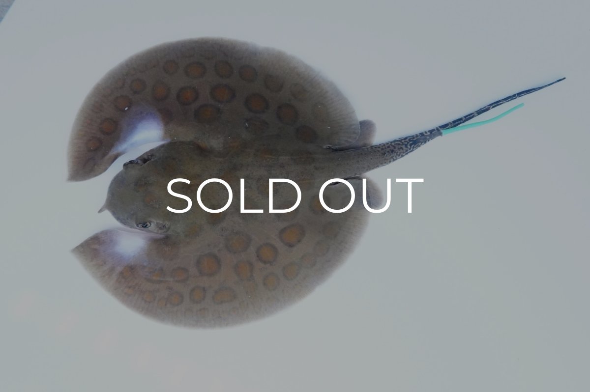 画像1: バットマンスティングレイ 　NO.8 (1)