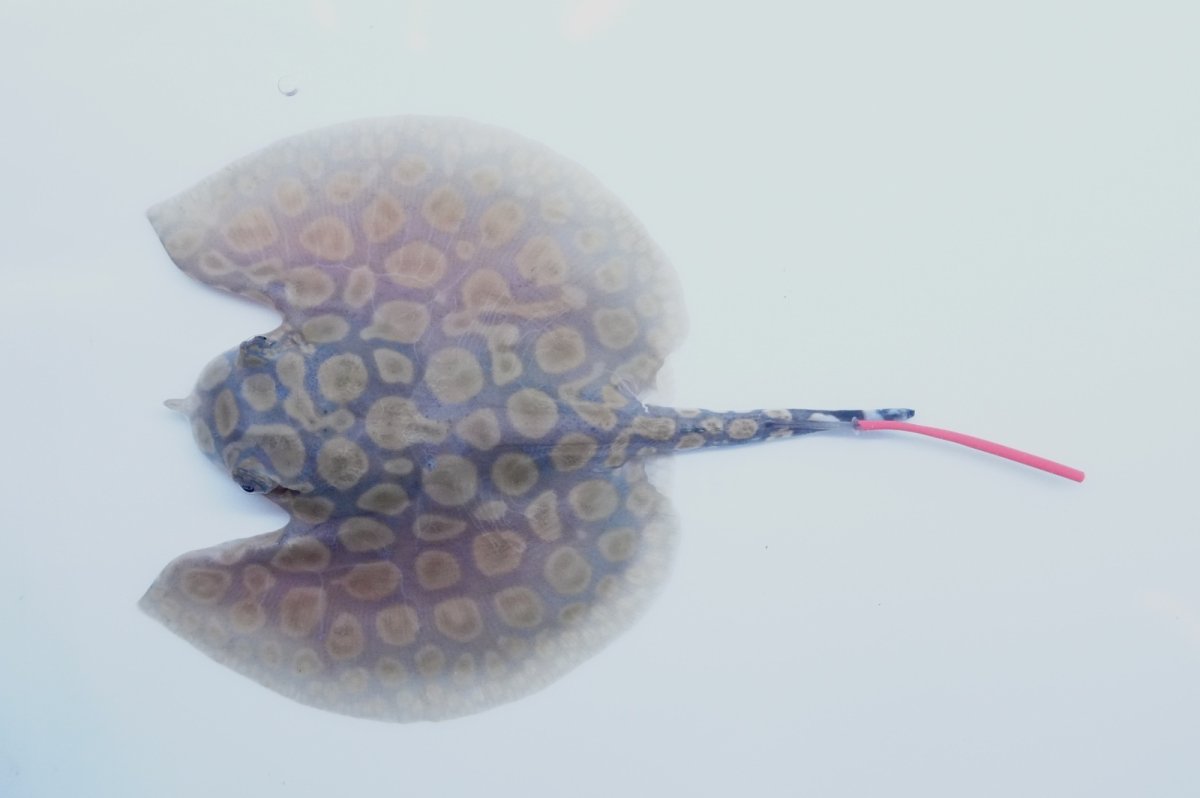 画像1: バットマンスティングレイ 　NO.12 (1)