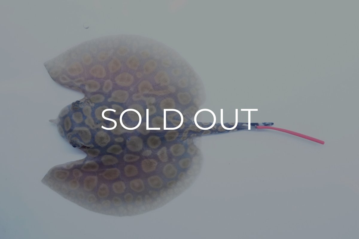 画像1: バットマンスティングレイ 　NO.12 (1)