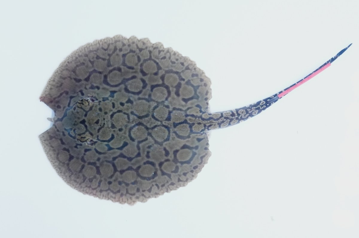 画像1: バットマンスティングレイ（プチ）NO.9 (1)