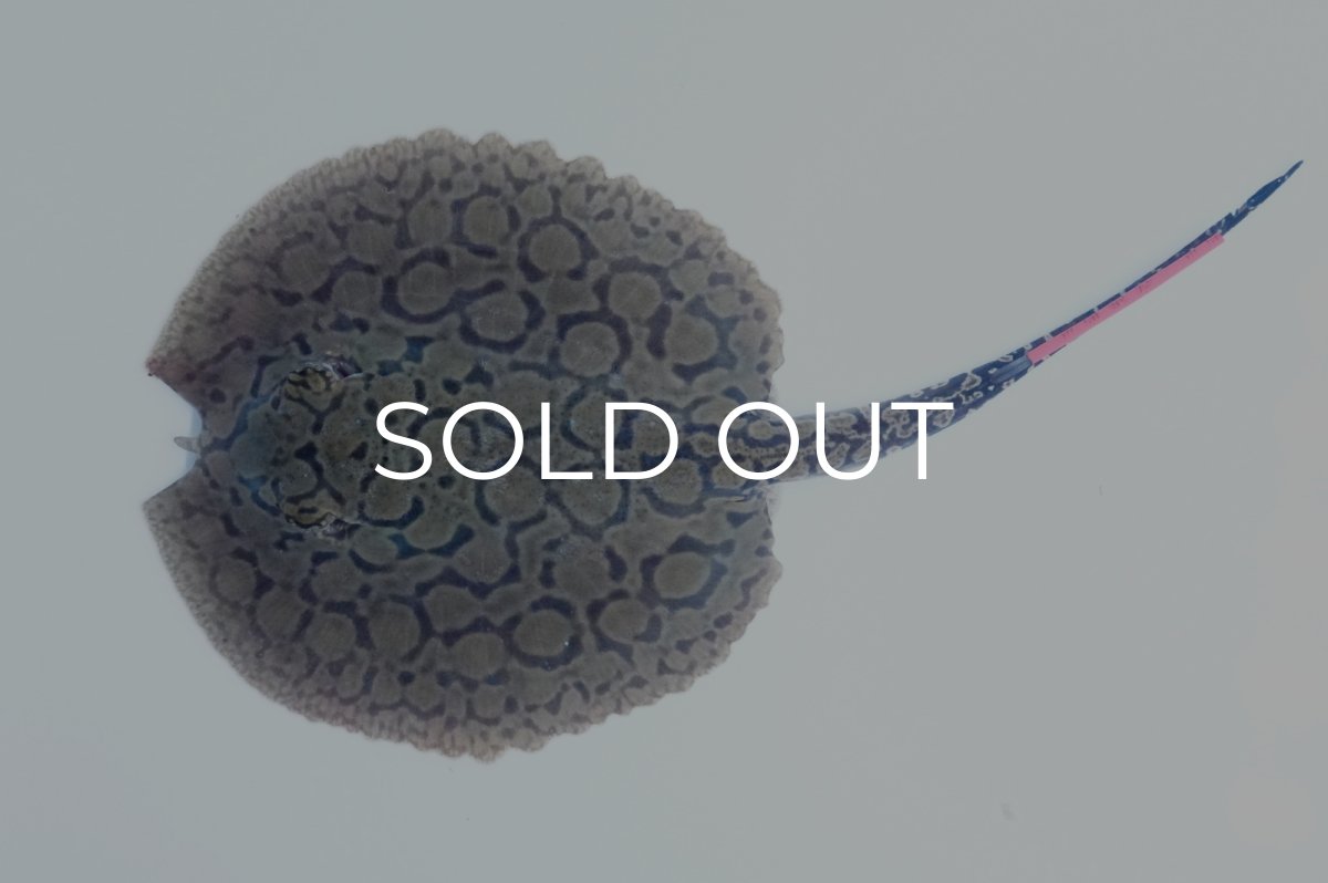 画像1: バットマンスティングレイ（プチ）NO.9 (1)