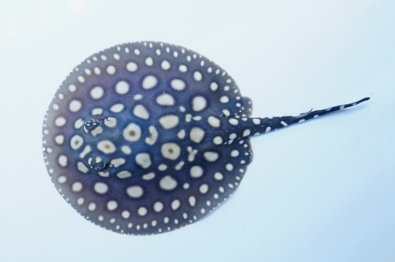 淡水エイ／ダイヤモンドポルカ約20㎝メス 【公式通販】