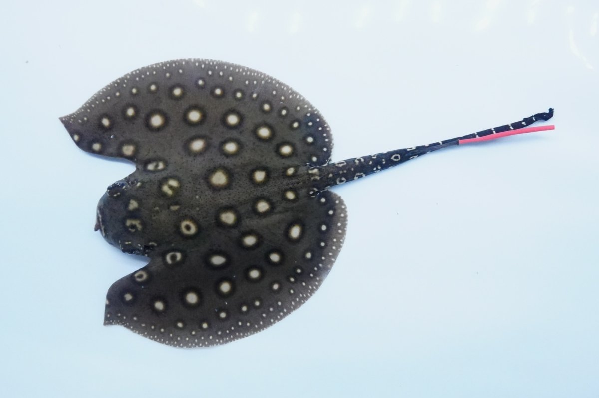 画像1: バットマンスティングレイ　 NO.7 (1)