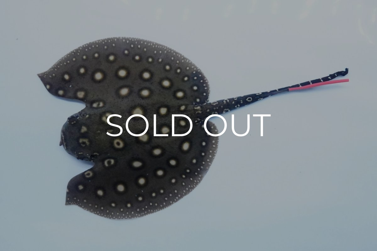 画像1: バットマンスティングレイ　 NO.7 (1)