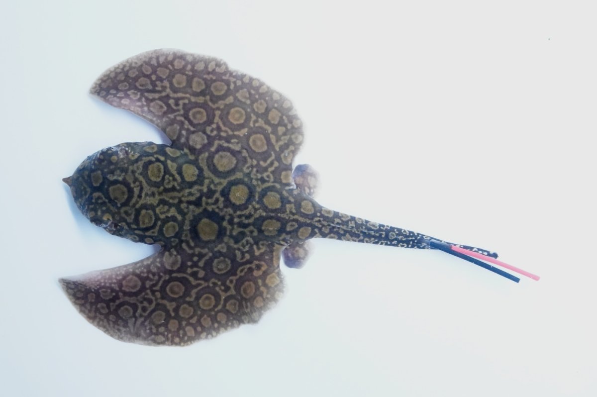 画像1: バットマンスティングレイ 　NO.6 (1)